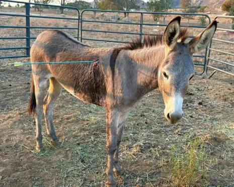 Wild Ass Recovering Following Recent Arrow Attack on Wild Burros in California